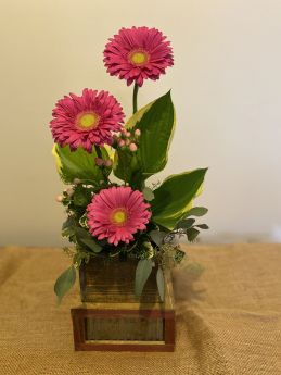 Gerbera Trio