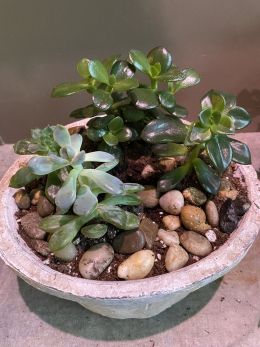 Succulent Garden