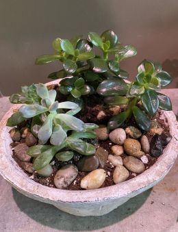 Succulent Garden
