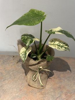 Monstera Deliciosa Mint