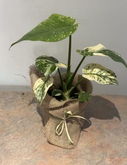 Monstera Deliciosa Mint