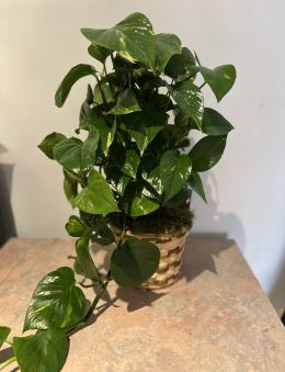Golden Pothos On Totem