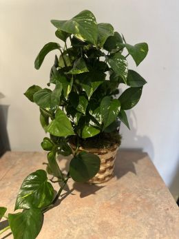 Golden Pothos On Totem