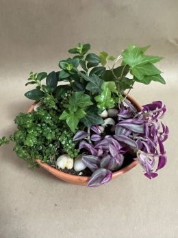 Petite Dish Garden