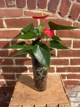 Anthurium