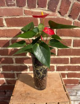 Anthurium