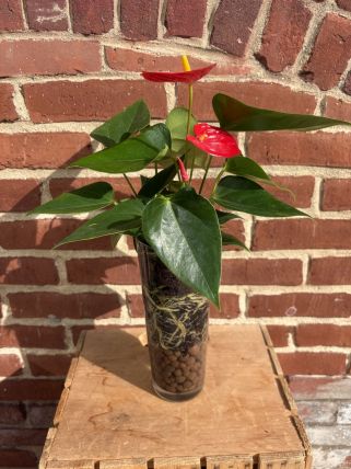 Anthurium