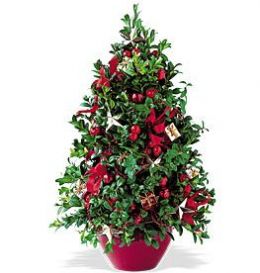 *Boxwood Tree