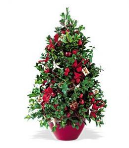 *Boxwood Tree