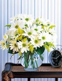 Daisy Cheer