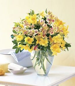 Sparkling Alstroemeria