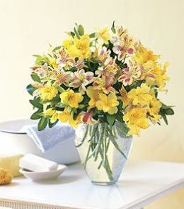 Sparkling Alstroemeria