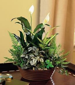 White Garden