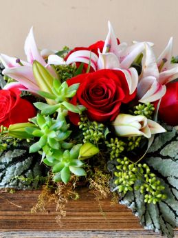 Stargazer Box